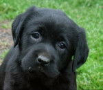 Frimousse - Labrador Retriever Mâle (2 mois)