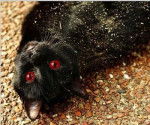 Bad Luck or Our name to her,Witches Cat - (11 mois)