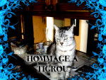 Hommage a Tigrou le chat d'une amie - Mâle (12 ans)