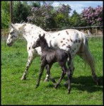 beautiful girls - Mâle (24 ans)