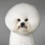 Bichon Frise - Bichon Frisé