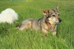 Sassy and Jack - Vallhund Suédois (20 ans)