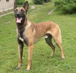 Storkoa - Berger Belge Malinois M&acirc;le