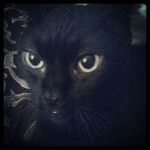 Bagheera - (12 ans)