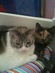 Speckles & Patches -