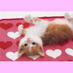 petit chat mignon - (1 an)