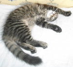 Sunny - Mâle (3 mois)