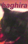 baghira - (1 an)