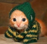 michi michi miau!!! :D - Mâle (2 mois)