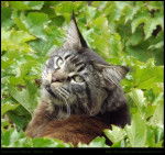 Somacoons Gibson - Mâle (1 an)