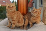 KittyKate&Zrippa -