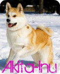 Sconosciuto - Akita-Inu Hatchy (10 mois)