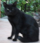 Bandito - Mâle (13 ans)