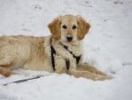 bella - Golden Retriever (7 mois)