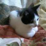 Neko-Chan - (2 mois)