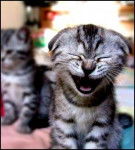 gatito que sonrie - (5 mois)