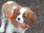 You look of - Cavalier King Charles Spaniel Mâle (4 mois)