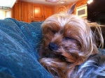 Ginger - Yorkshire Terrier (5 ans)