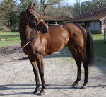 yago - Mâle (7 ans)