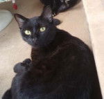 Halloween - (16 ans)