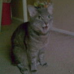 Smokey - Mâle (4 ans)