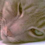 Smokey - Mâle (4 ans)