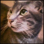 Smokey - Mâle (4 ans)