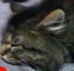 Saber - Mâle (3 mois)