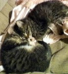 Saber and Toby - Mâle (3 mois)