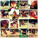 Mes Chevaux et Moi - Mâle (7 ans)