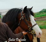 Apache - Mâle (4 ans)