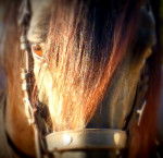 Cherry - Mâle (8 ans)