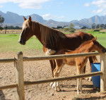 Giempies & little one -