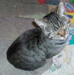 Milo - Mâle (10 ans)