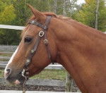 Cash - Mâle (8 ans)