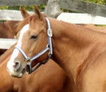 Cash - Mâle (8 ans)