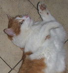 Dikzak - Mâle (Autre)