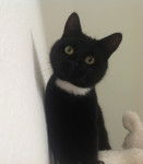 Cosmo - Mâle (1 an)