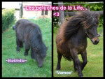 Les peluches de la Life -