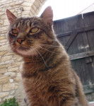 Lilly - Mâle (7 ans)