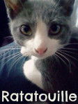 Ratatouille - Mâle (1 an)