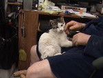 my dad and my cat kitty - Mâle (1 an)