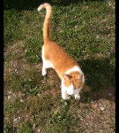 Peanut - Mâle (6 ans)