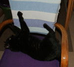 Bois-Doré - Mâle (11 mois)