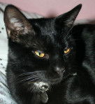 Noah - Mâle (2 ans)