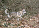 Opium - Chien Loup Tch&eacute;coslovaque M&acirc;le (4 ans)