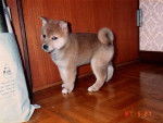 Yuki - Akita Inu M&acirc;le (6 mois)