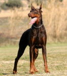 Show - M&acirc;le (7 ans)