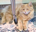 Luki - Mâle (6 mois)