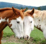 tulipe et raceur - Mâle (1 an)